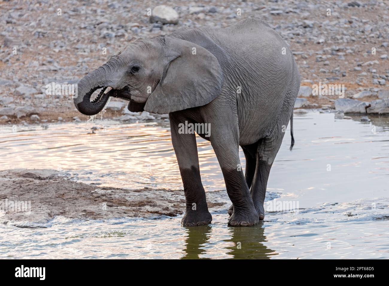 Éléphant d'Afrique (Loxodonta africana), trou d'eau de Moringa, Camp Halali, Parc national d'Etosha, Namibie Banque D'Images