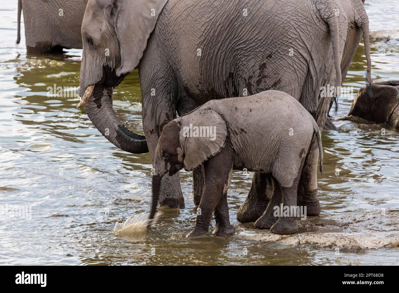 Éléphants d'Afrique (Loxodonta africana), trou d'eau de Moringa, Camp Halali, Parc national d'Etosha, Namibie Banque D'Images
