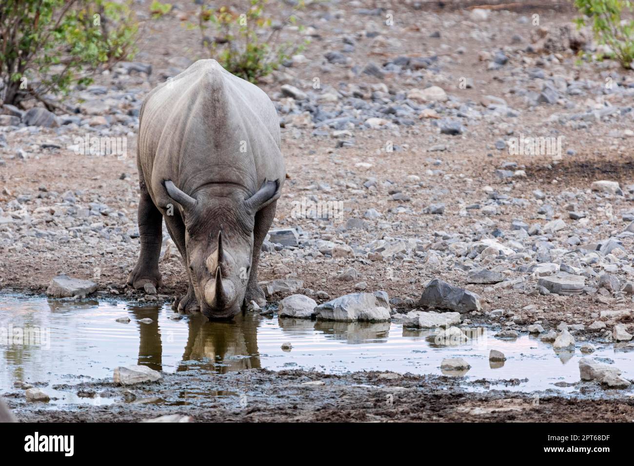Rhinocéros blancs (Ceratotherium simum), trou d'eau de Moringa, Camp Halali, Parc national d'Etosha, Namibie Banque D'Images