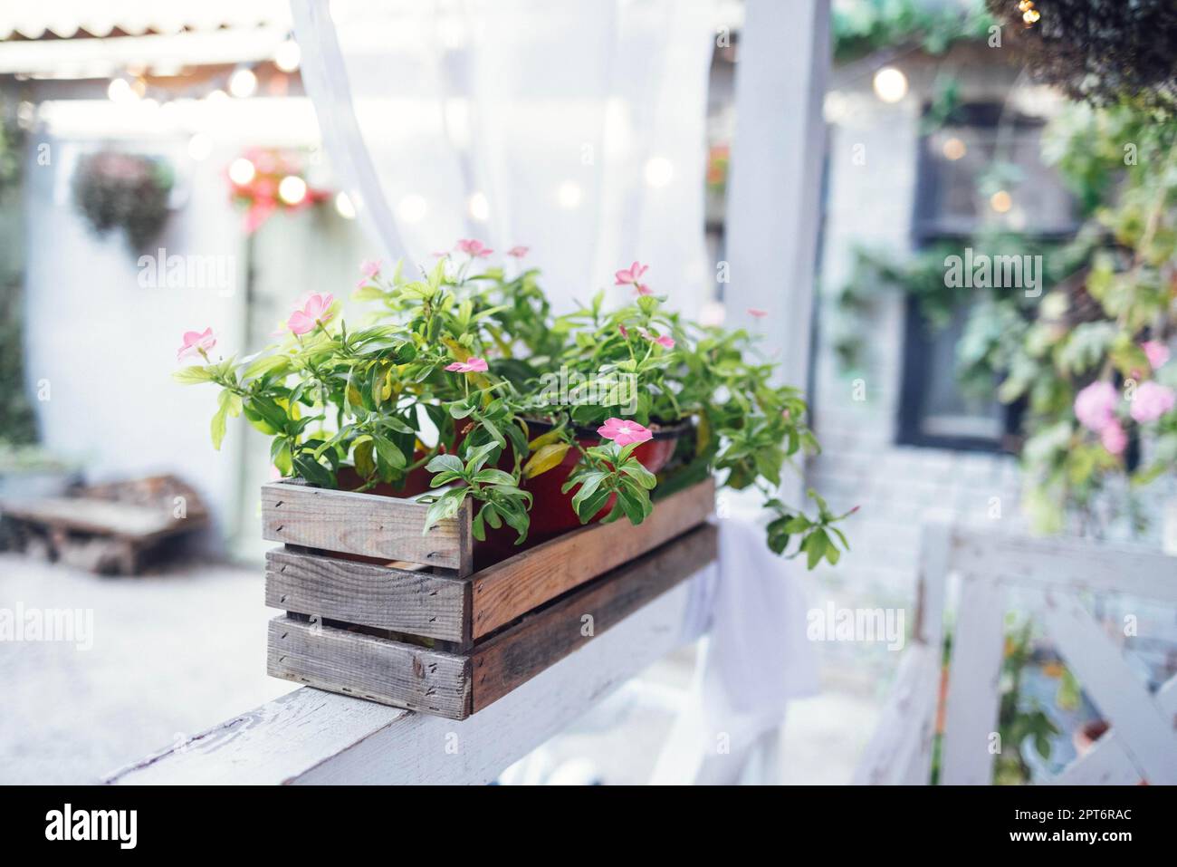 Gros plan de fleurs roses dans une boîte en bois sur la véranda du café en plein air. Restaurant de rue avec plantes vertes. Intérieur d'un café en plein air d'été. Banque D'Images