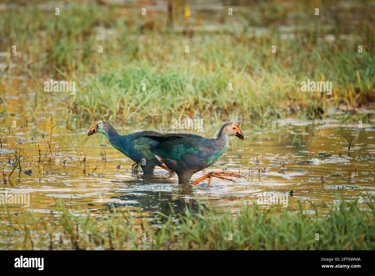 Goa, Inde. Deux oiseaux de marais à tête grise le matin à la recherche de nourriture dans le marais. Porphyrio Poliocephalus. Banque D'Images Goa, Inde. Deux oiseaux de marais à tête grise le matin à la recherche de nourriture dans le marais. Porphyrio Poliocephalus. Banque D'Images