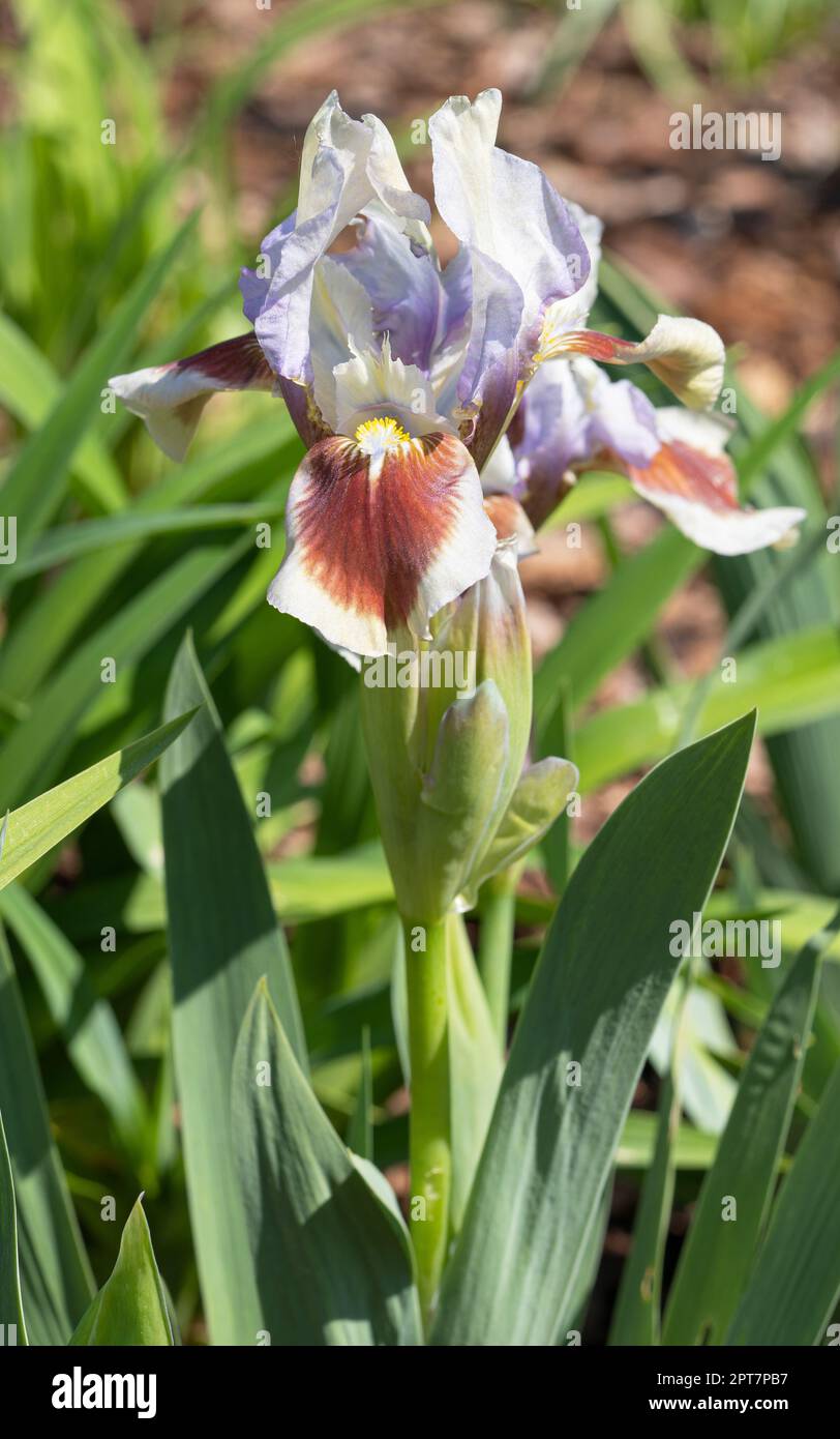 Iris allemand (Iris barbata-nana), gros plan de la tête de fleur Banque D'Images