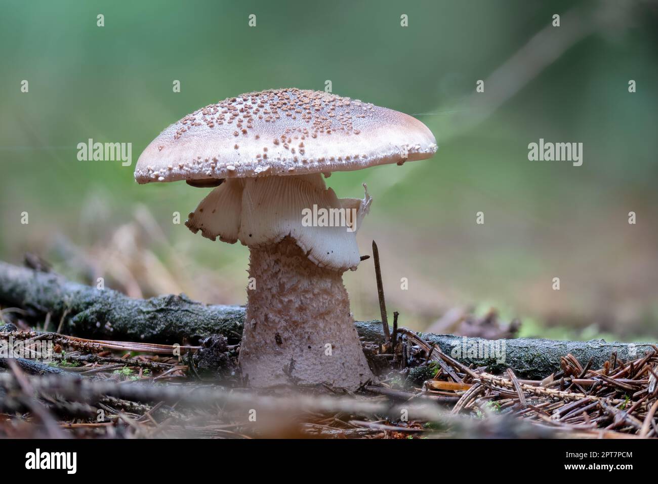 Plan détaillé d'un ancien champignon de fard à joues comestible, Amanita Rubescens, sur le sol de la forêt, sur un fond flou Banque D'Images