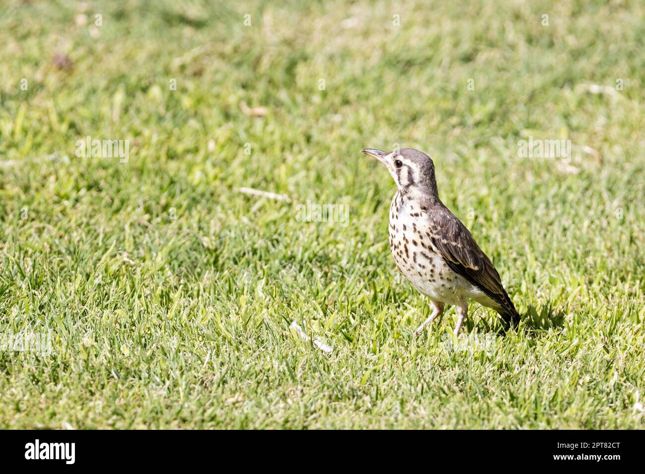 Acacia Grive (Turdus litsitsirupa), Namibie Banque D'Images