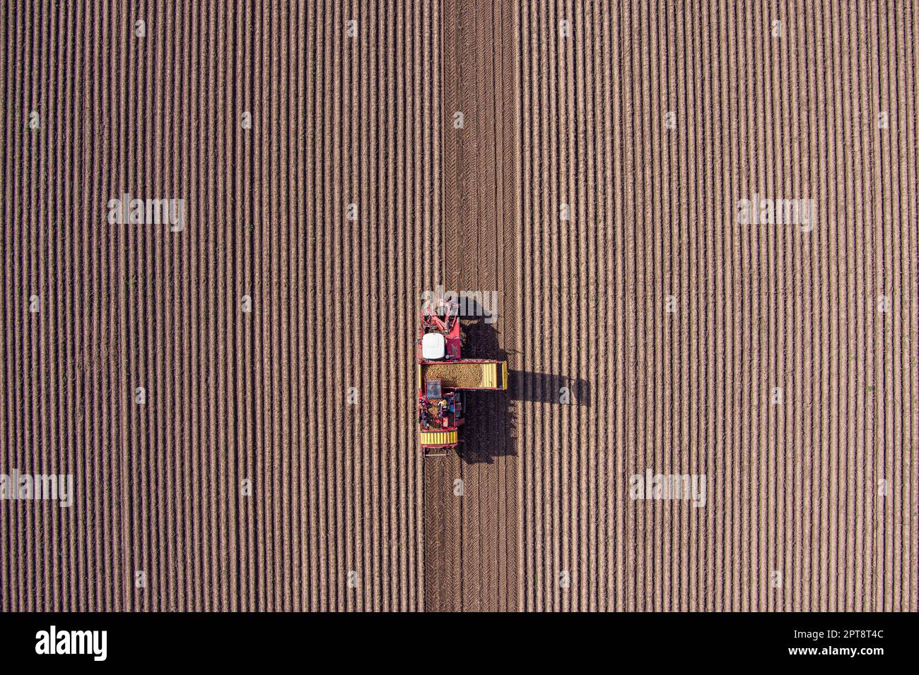 Vue aérienne de la moissonneuse-batteuse de pomme de terre sur le champ agricole Banque D'Images