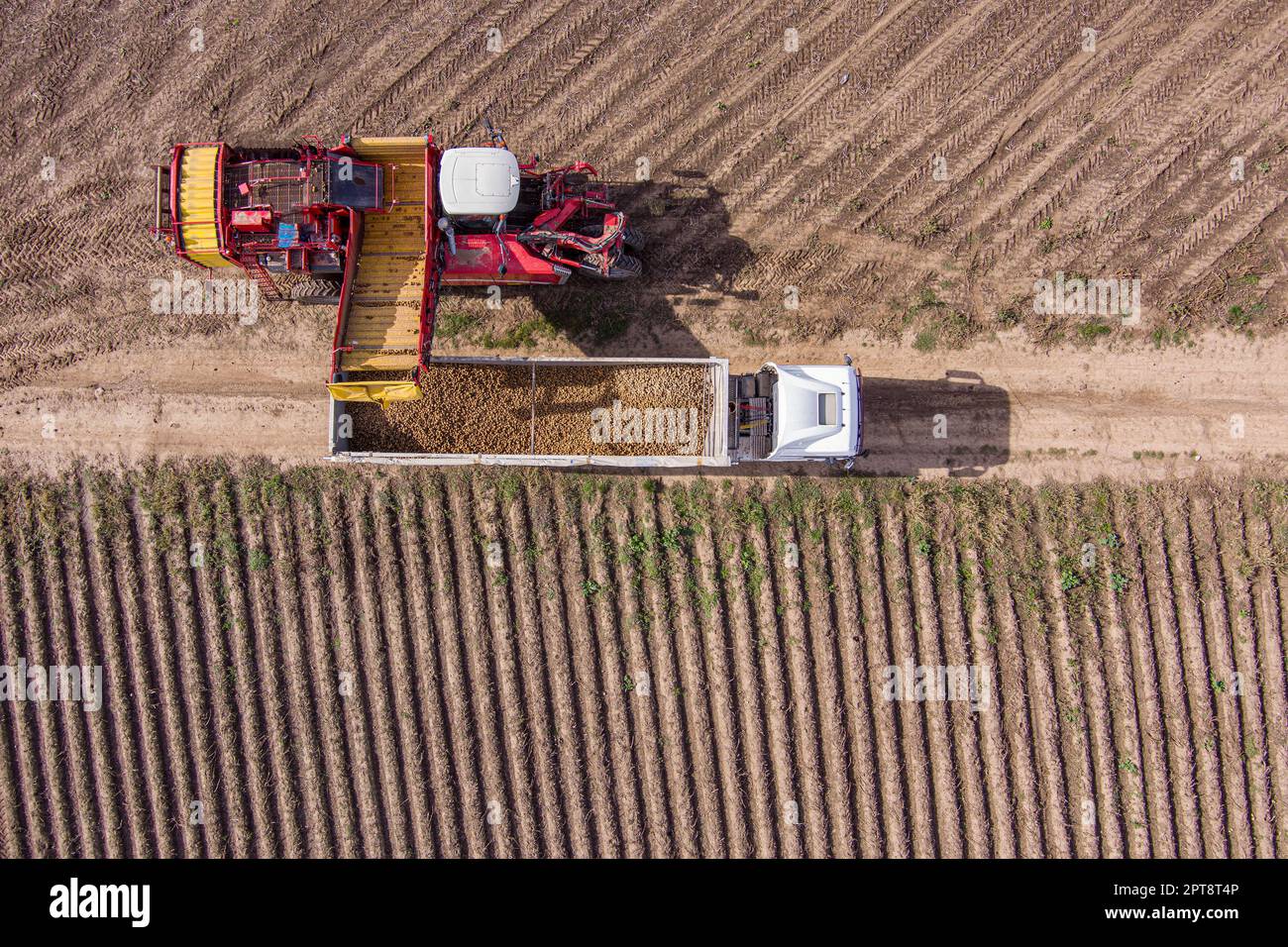 La moissonneuse-batteuse de pommes de terre agricole charge les pommes de terre dans le camion au champ. Banque D'Images