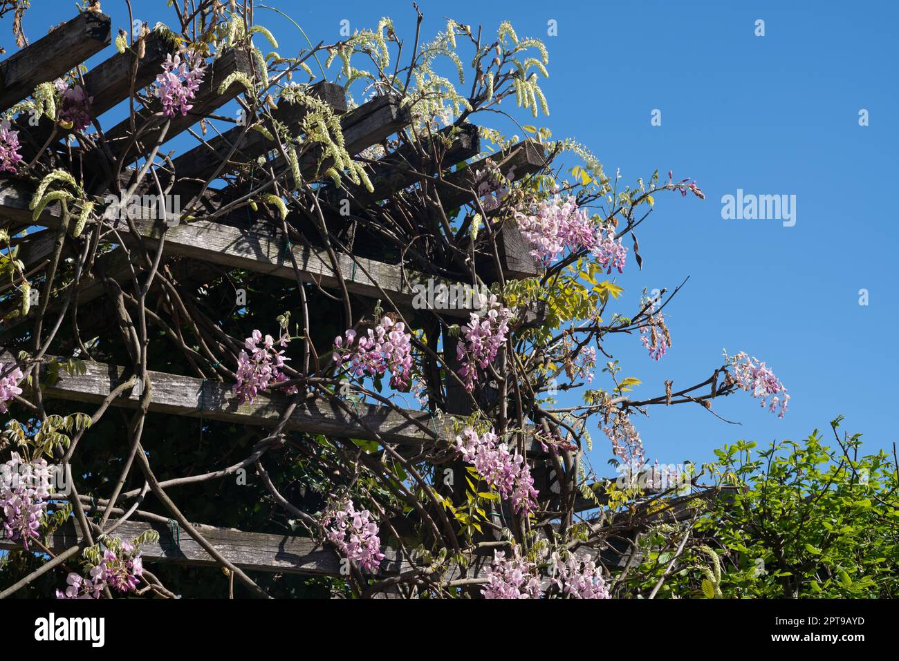 Au printemps, la wisteria fleurit, les fleurs aux pétales roses descendent en amas de la pergola dans le jardin de fleurs. Banque D'Images