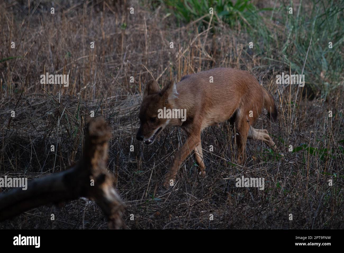 fox au parc national de Bannerghatta Bangalore courant dans le zoo. Refuges de la faune sauvage de la forêt à Karnataka Inde Banque D'Images