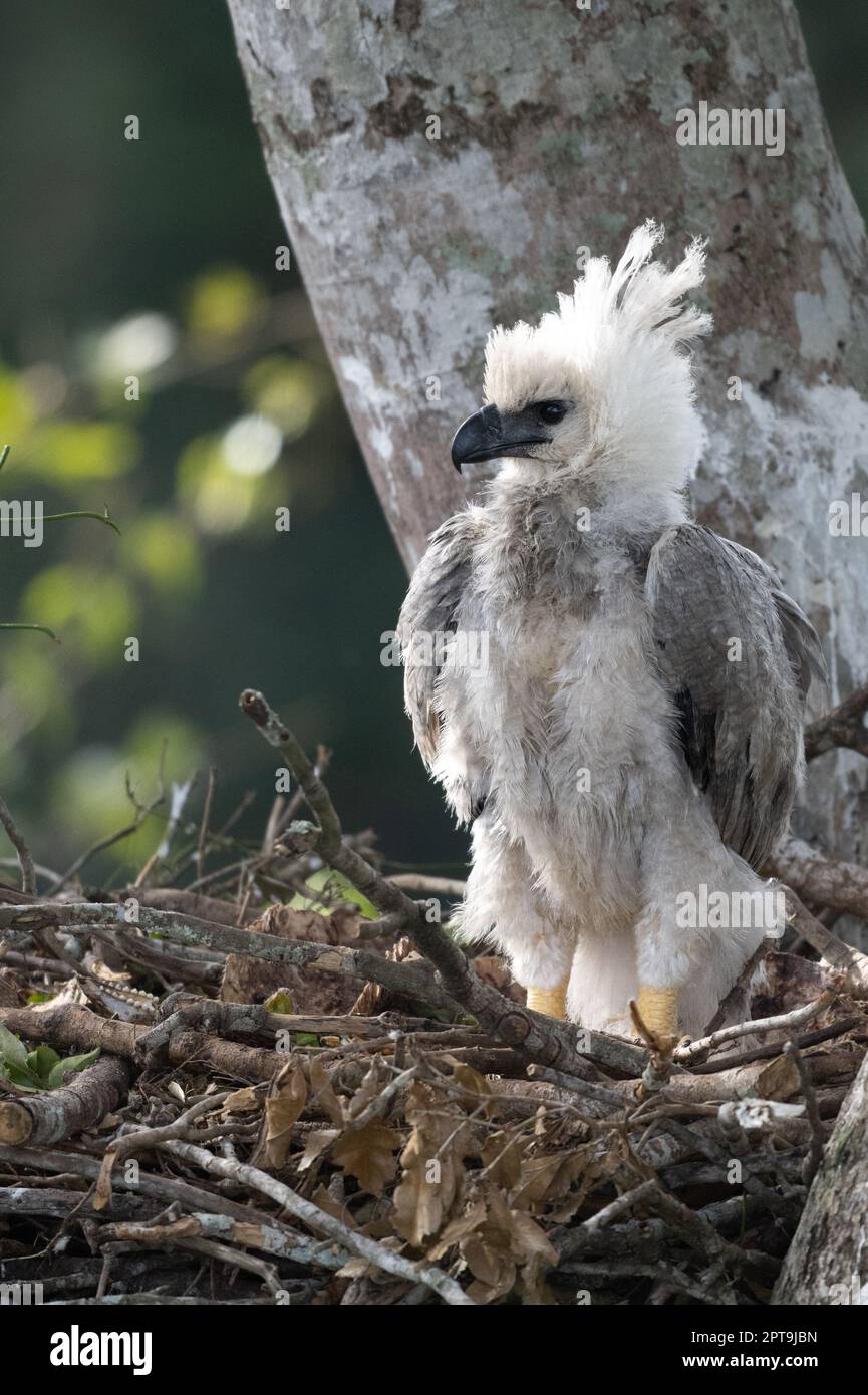 Un poussin d'aigle harpie (Harpia harpyja) perçant dans le nid dans l'arbre de jatoba. Photographié à Mato Grosso, Brésil. Banque D'Images
