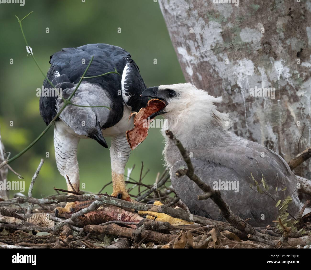 Un aigle harpie (Harpia harpyja) adulte nourrissant la poussin de nid. Photographié à Mato Grosso, Brésil. Banque D'Images