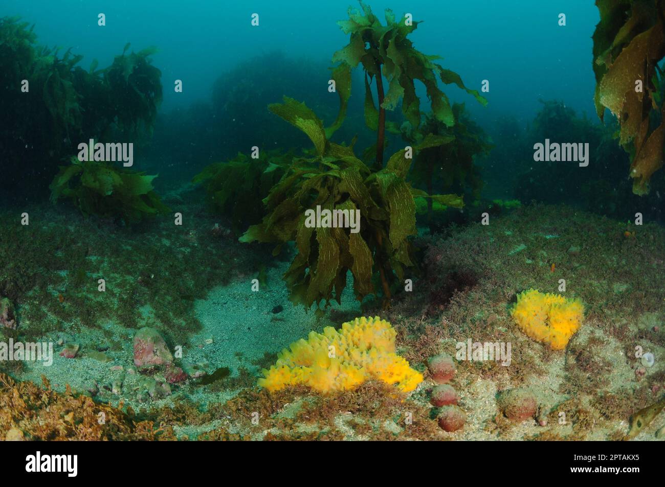 Algues brunes et éponges colorées dispersées sur le fond de la mer de rochers plats et de sable grossier. Lieu: Leigh Nouvelle-Zélande Banque D'Images