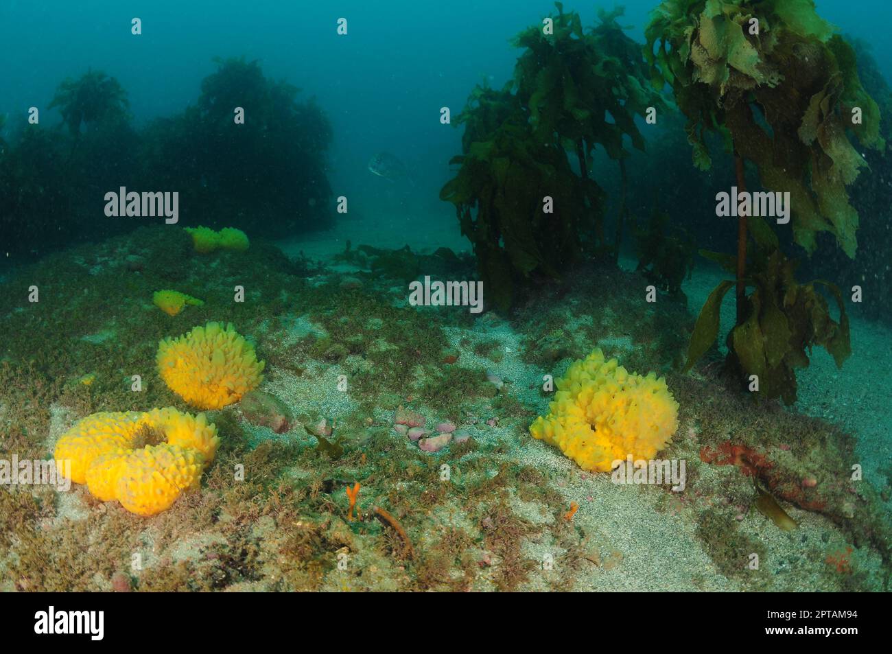 Varech à tiges Ecklonia radiata et mamelons jaunes épars au fond de la mer. Lieu: Leigh Nouvelle-Zélande Banque D'Images