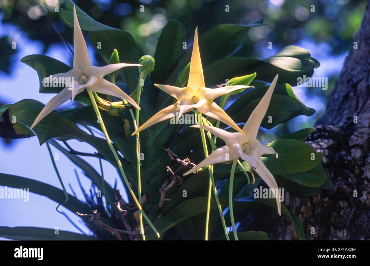 Darwin's orchid (Angrecum sesquipedale), l'île aux Nattes, Madagascar, Afrique Banque D'Images