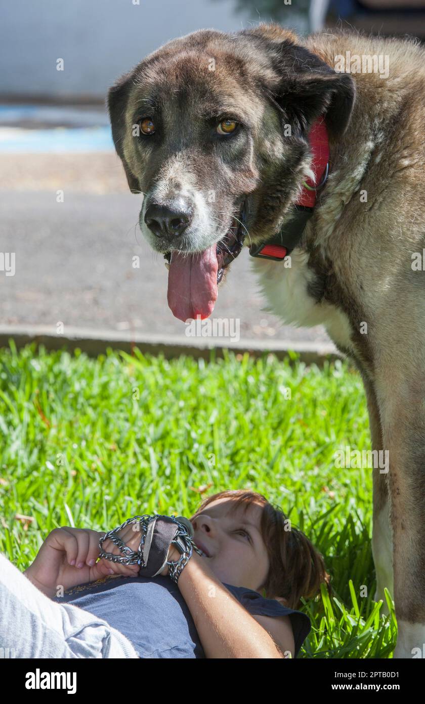 Enfant garçon jouant avec son grand chien espagnol mastiff. Le garçon est en train de se renverser sur de l'herbe verte Banque D'Images