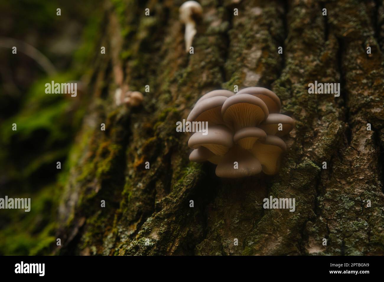 Une pochette saine de champignons d'huîtres frais qui poussent à la base d'un arbre mort. champignons dans une forêt d'automne utilisant Banque D'Images