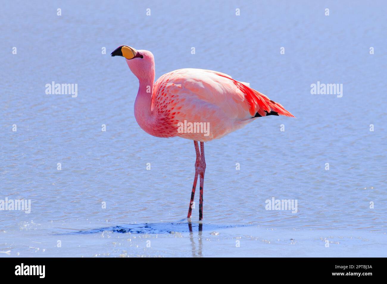 Laguna Hedionda flamants, la Bolivie. La faune andine. Lagune bolivienne Banque D'Images