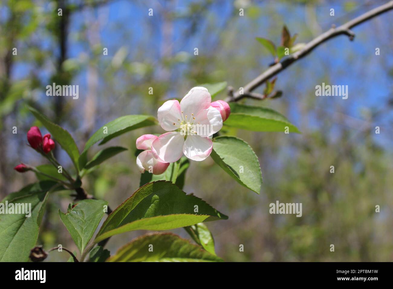 L'écrevisse de Jade s'épanouissent dans un ciel bleu en arrière-plan à Camp Ground Road Woods, à des Plaines, Illinois Banque D'Images