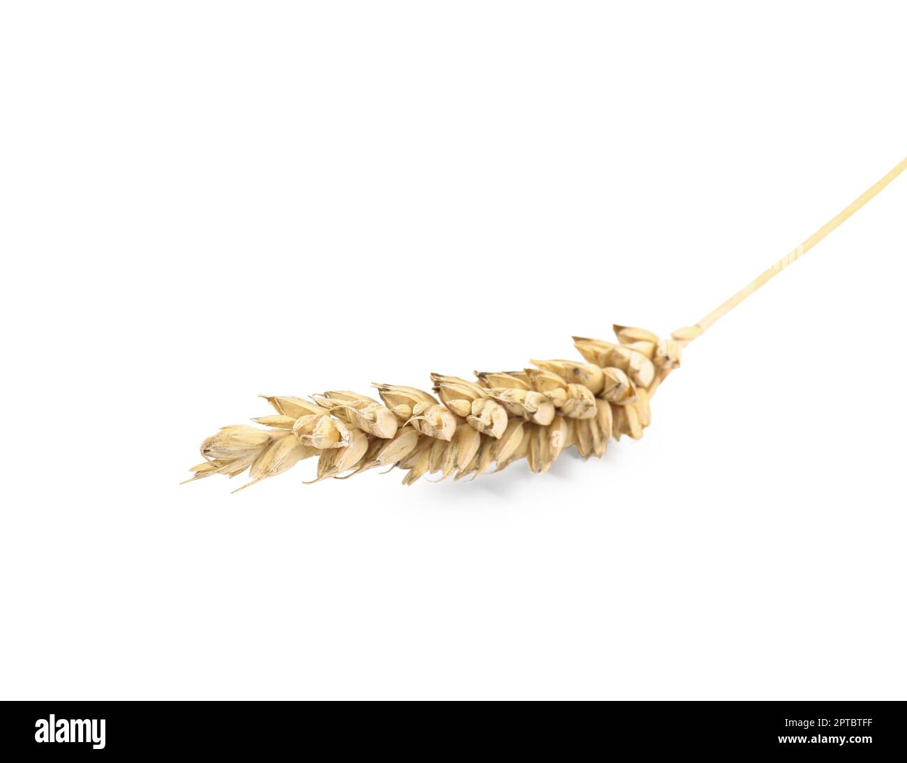 Oreille séchée de blé isolée sur blanc Banque D'Images