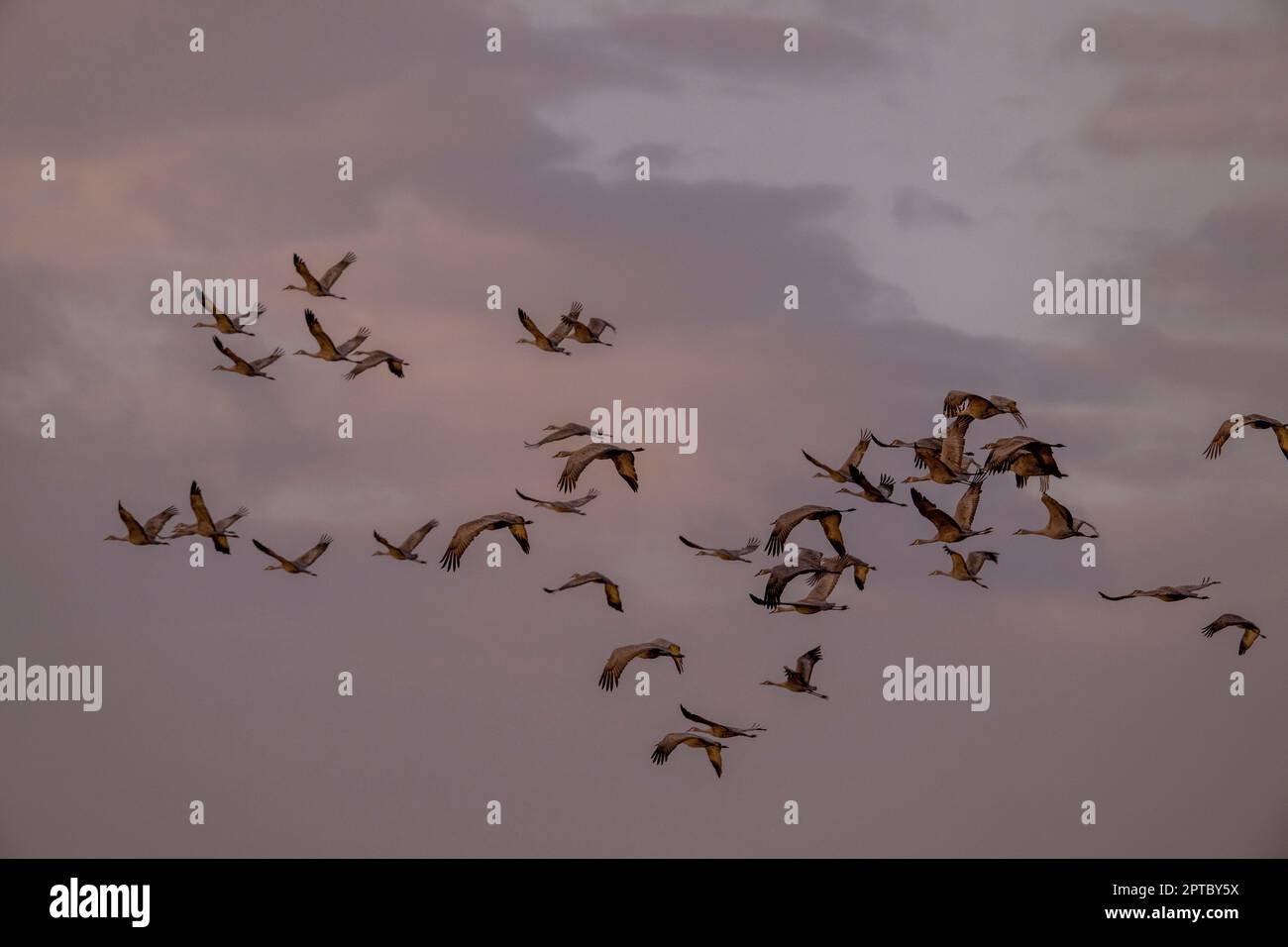 Grues à flanc de sable (Antigone canadensis) à bord près d'Othello, comté d'Adams, État de l'est de Washington, États-Unis. Banque D'Images
