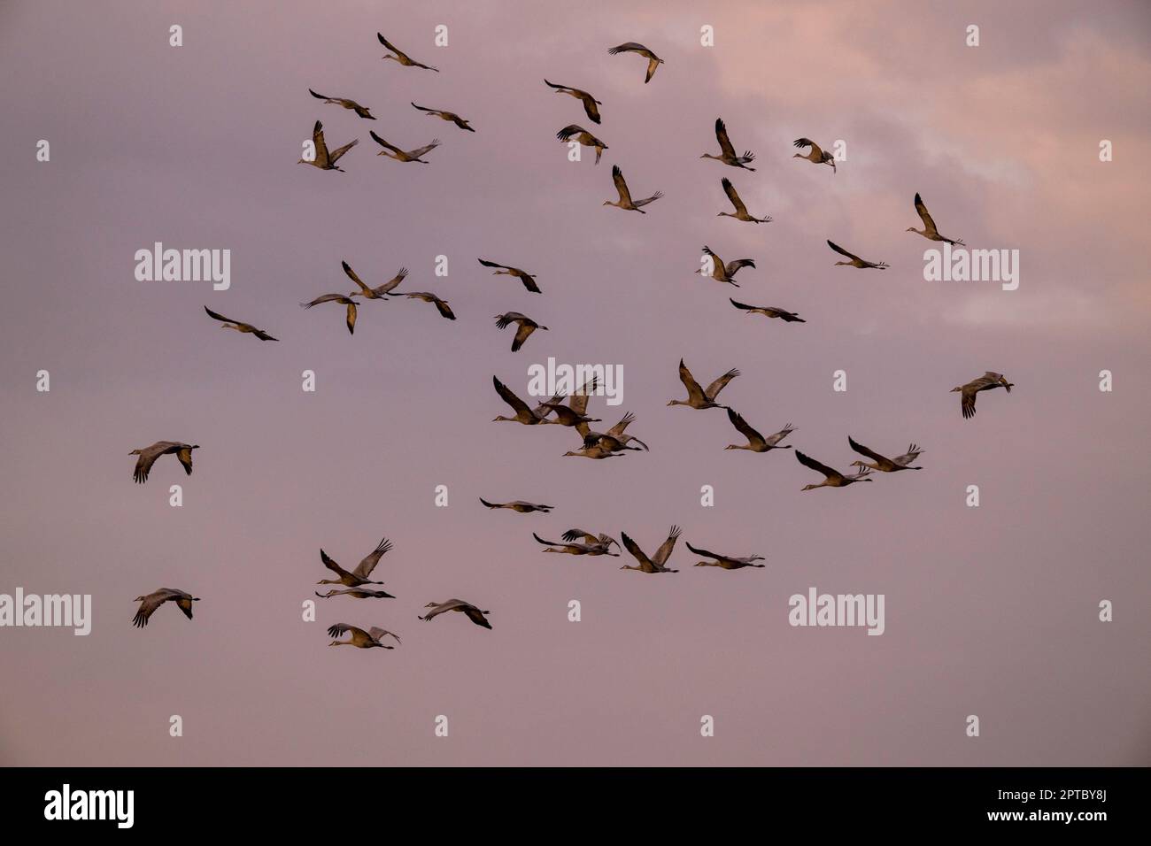 Grues à flanc de sable (Antigone canadensis) à bord près d'Othello, comté d'Adams, État de l'est de Washington, États-Unis. Banque D'Images