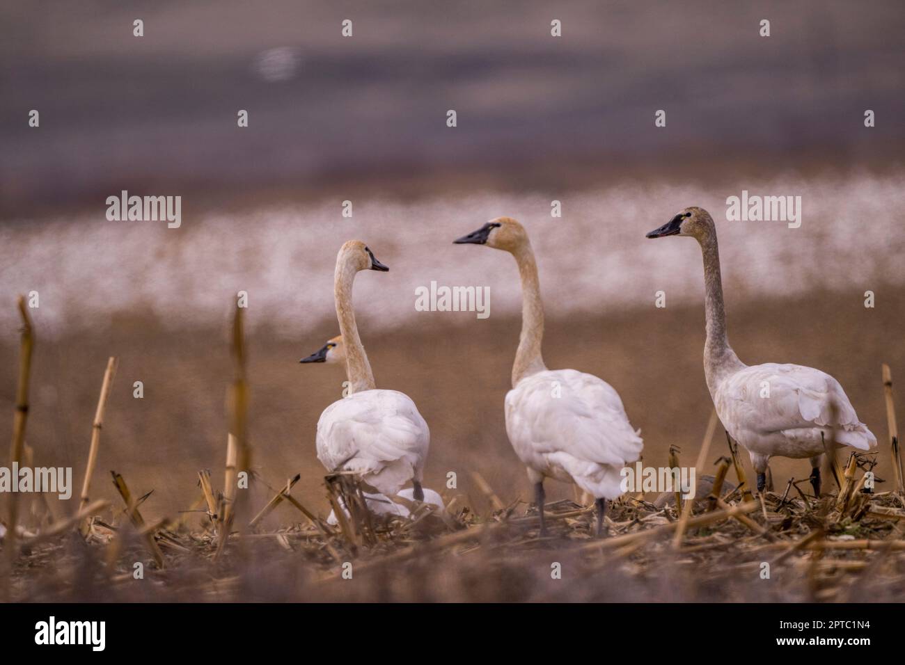 Cygnes trompettes (Cygnus buccinator) à la recherche de nourriture dans un champ près d'Othello, Adams County, Eastern Washington State, USA. Banque D'Images