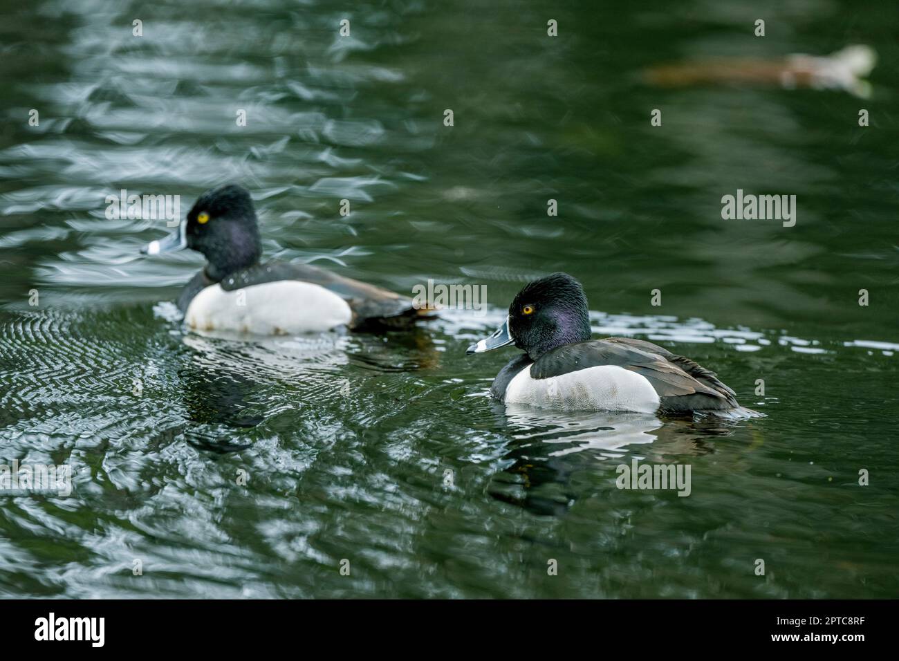 Deux canards mâles à col annulaire (Aythya collaris) nageant sur le lac Yellow, Sammamish, comté de King, État de Washington, États-Unis. Banque D'Images