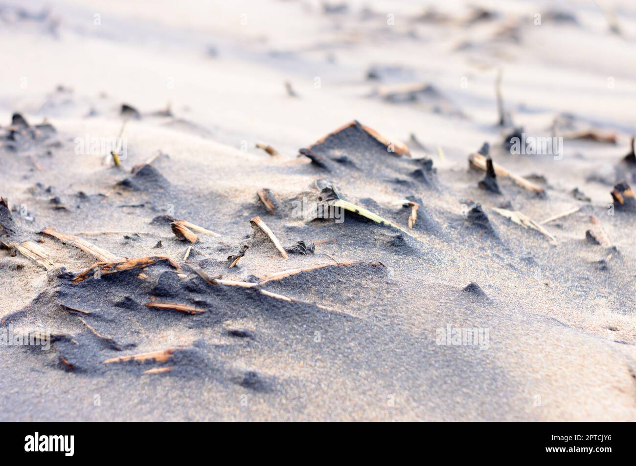 Plantes mortes dans la plage de sable de mer au coucher du soleil. Branches de plantes mortes sèches dans une zone côtière sablonneuse. Arrière-plan de la nature. Mise au point sélective. Puri Inde. Banque D'Images