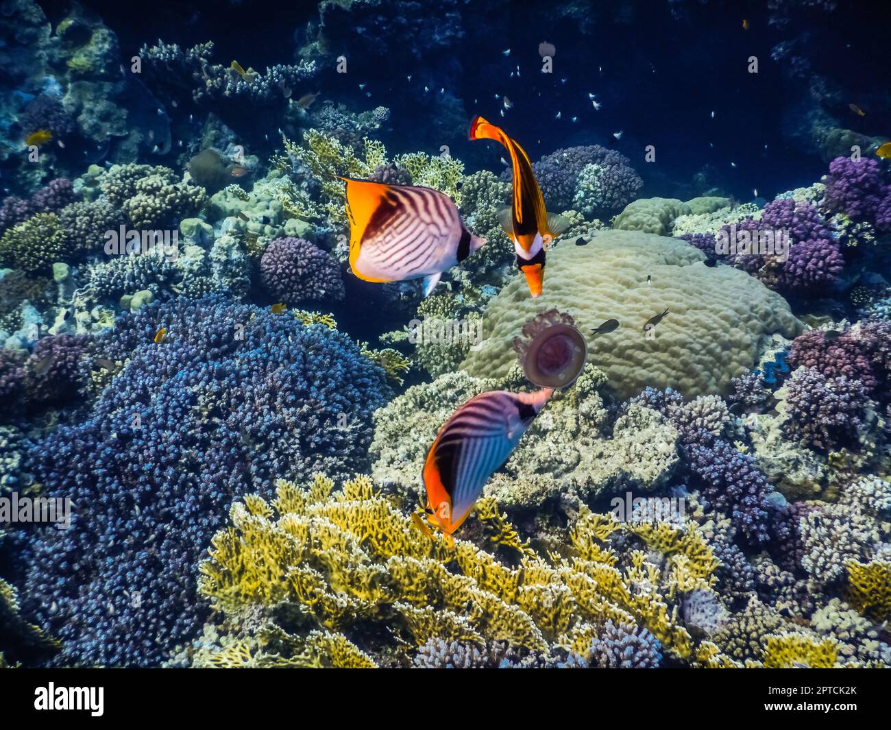 trois poissons colorés mangent un méduse près de merveilleux coraux tout en faisant de la plongée en apnée en egypte Banque D'Images