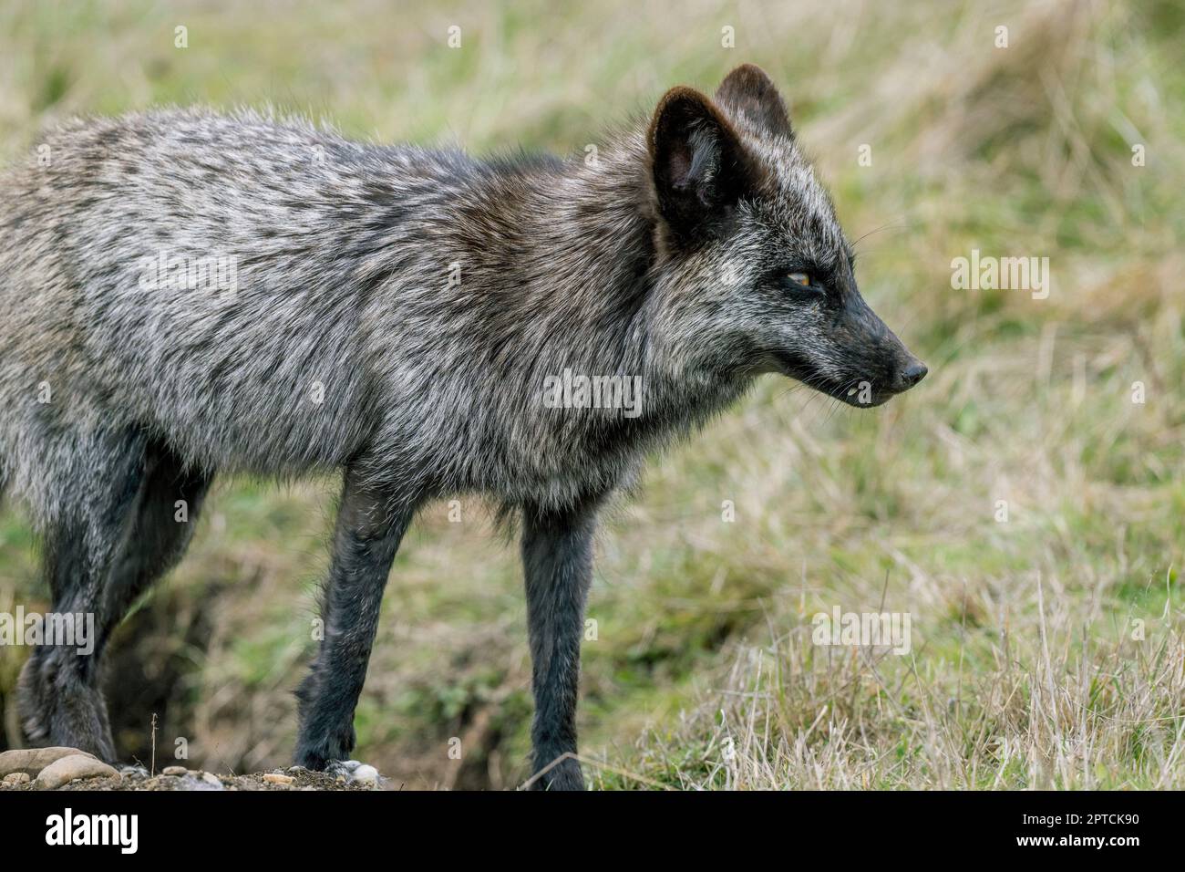 Un renard roux (Vulpes vulpes) (mue d'argent) est à la recherche de lapins dans la prairie du camp américain (San Juan Island National Historical Park) sur San Banque D'Images