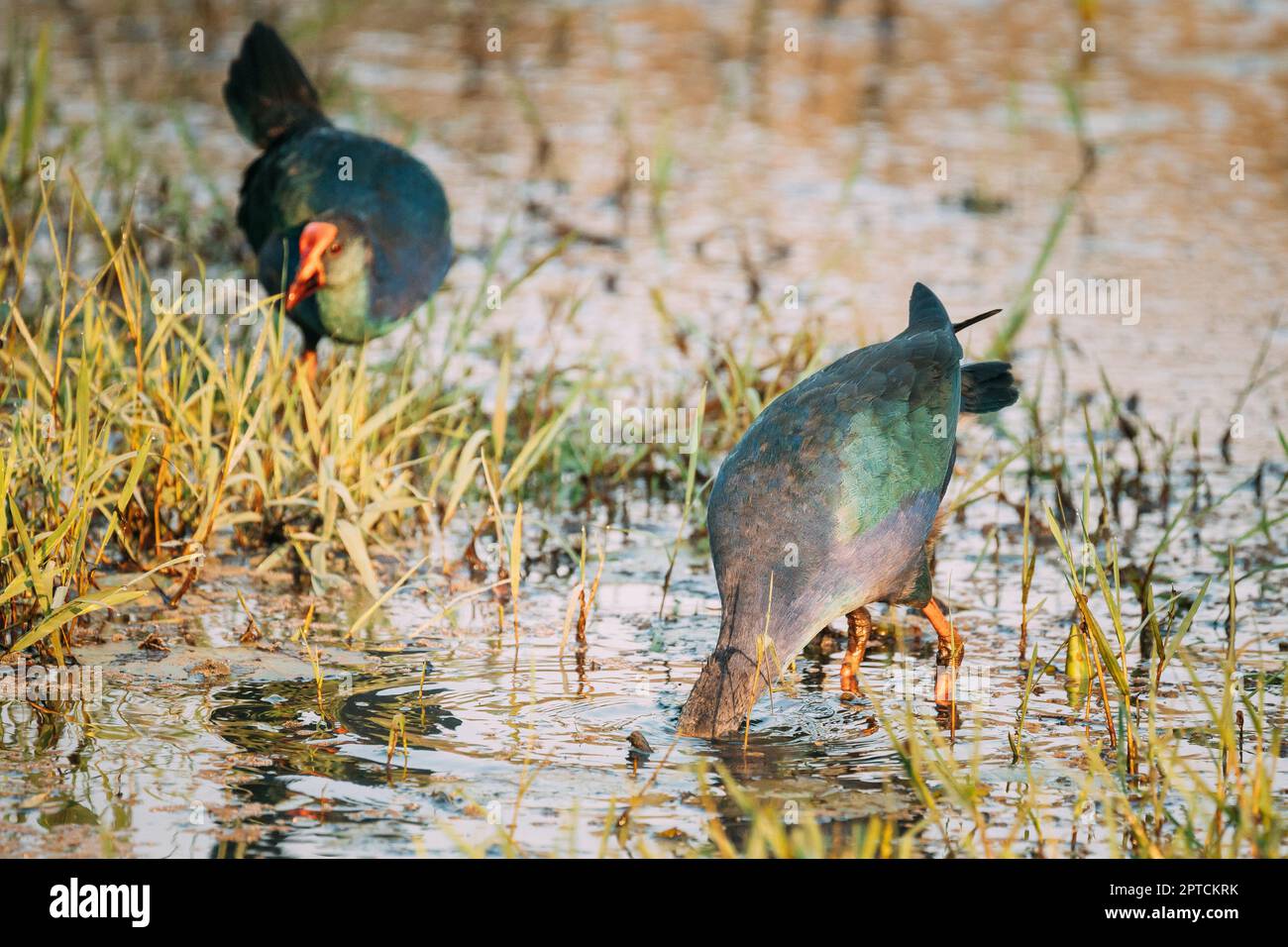 Goa, Inde. Deux oiseaux de marais à tête grise le matin à la recherche de nourriture dans le marais. Porphyrio Poliocephalus. Banque D'Images Goa, Inde. Deux oiseaux de marais à tête grise le matin à la recherche de nourriture dans le marais. Porphyrio Poliocephalus. Banque D'Images