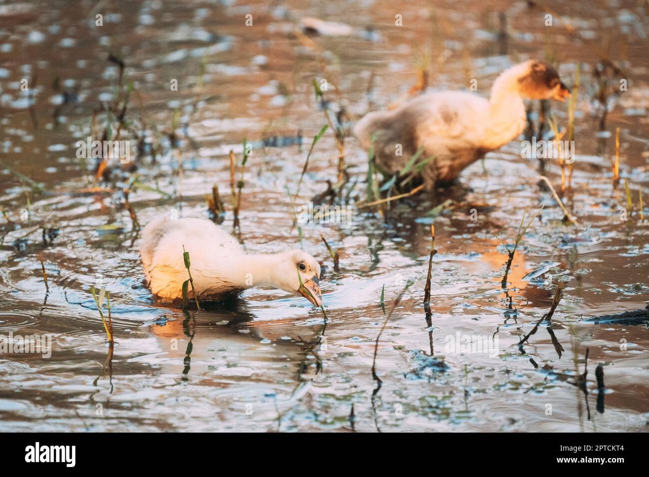 Poisons domestiques blancs nager dans l'étang par temps chaud d'été. Banque D'Images