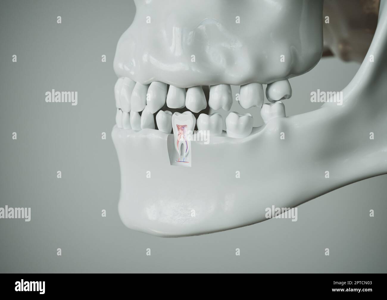 Anatomie d'une dent avec dentition complète sur fond blanc -- 3D rendu Banque D'Images