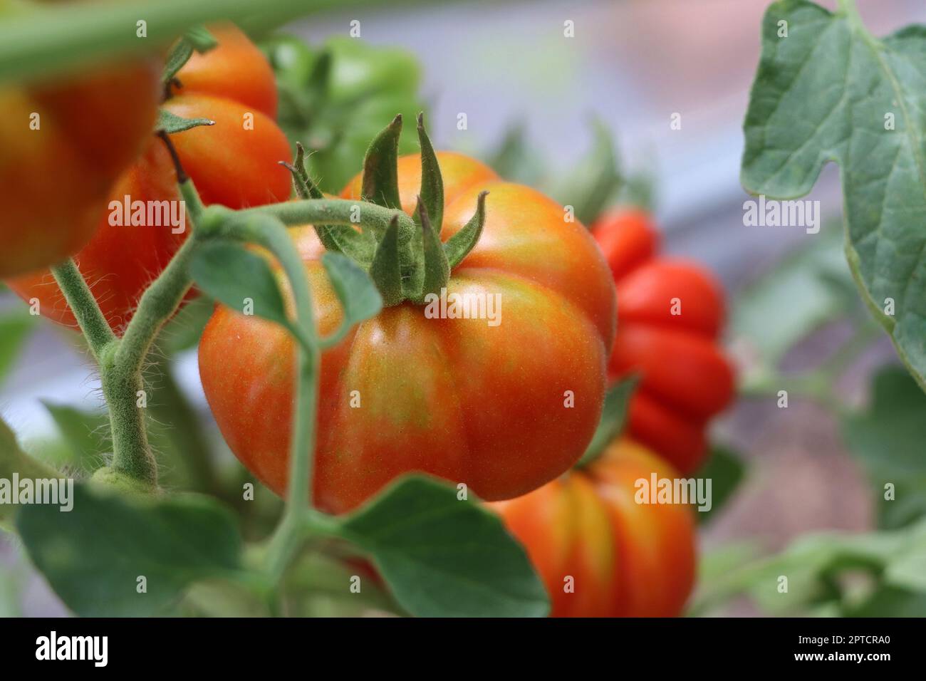 Belles tomates rouges en branche dans la maison verte , tomates biologiques . Banque D'Images