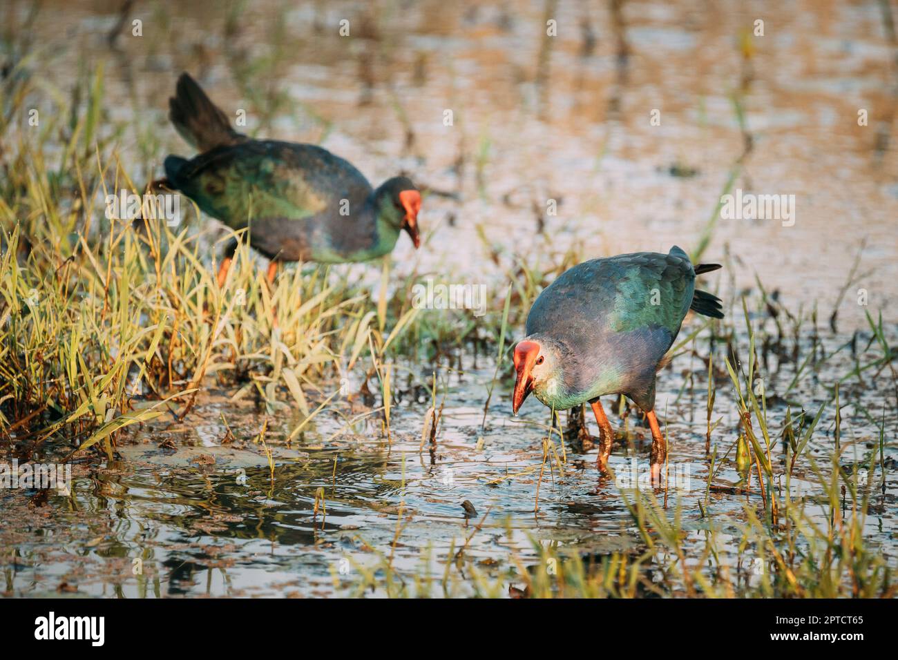 Goa, Inde. Deux oiseaux de marais à tête grise le matin à la recherche de nourriture dans le marais. Porphyrio Poliocephalus. Banque D'Images Goa, Inde. Deux oiseaux de marais à tête grise le matin à la recherche de nourriture dans le marais. Porphyrio Poliocephalus. Banque D'Images