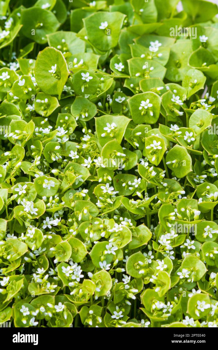 La laitue de Miner (Claytonia perfoliata), vert vif et comestible, est une plante florale à auto-semis agressive qui fleurit à la fin de l'hiver et au début du printemps. Banque D'Images
