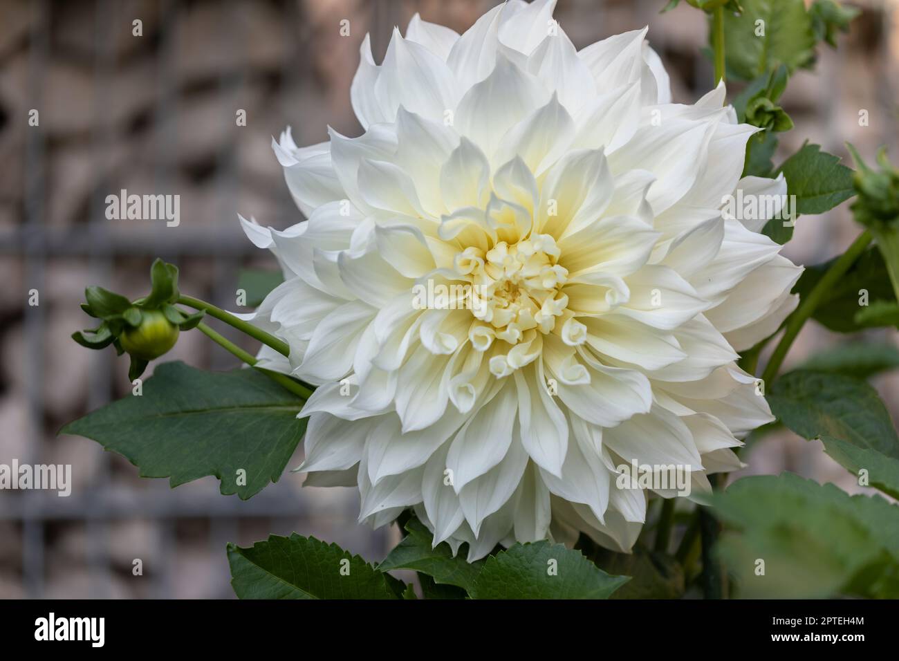 Fleur de dhalia unique dans le jardin de thge Banque D'Images