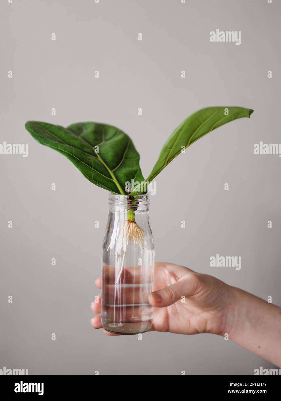 Propagation de la feuille de violon Fig. Une femelle tient main un flacon  en verre avec de l'eau et coupe avec deux feuilles de ficus lyrata avec des  racines blanches. Comment propager