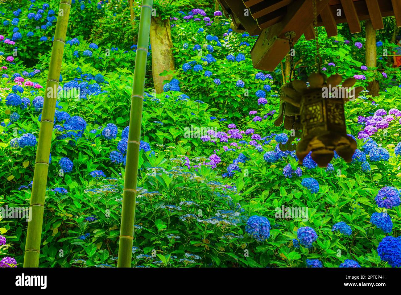 Hydrangea et la forêt de bambou. Lieu de tournage : ville de Kamakura, préfecture de Kanagawa Banque D'Images