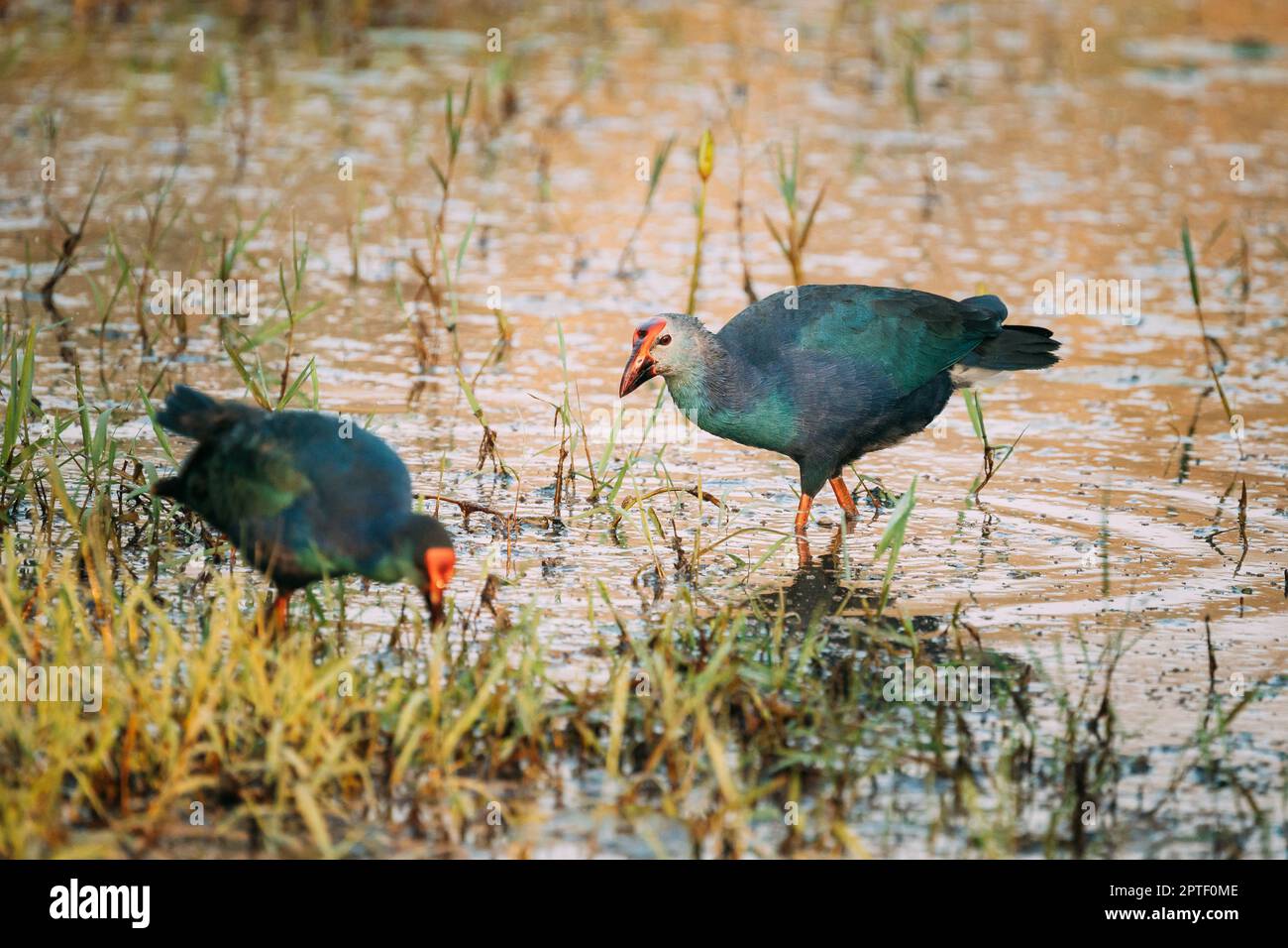 Goa, Inde. Deux oiseaux de marais à tête grise le matin à la recherche de nourriture dans le marais. Porphyrio Poliocephalus. Banque D'Images Goa, Inde. Deux oiseaux de marais à tête grise le matin à la recherche de nourriture dans le marais. Porphyrio Poliocephalus. Banque D'Images