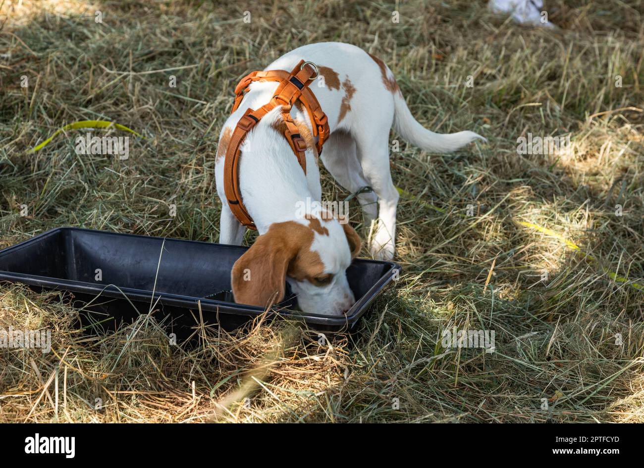 chien mignon beagle chiot recherche Banque D'Images