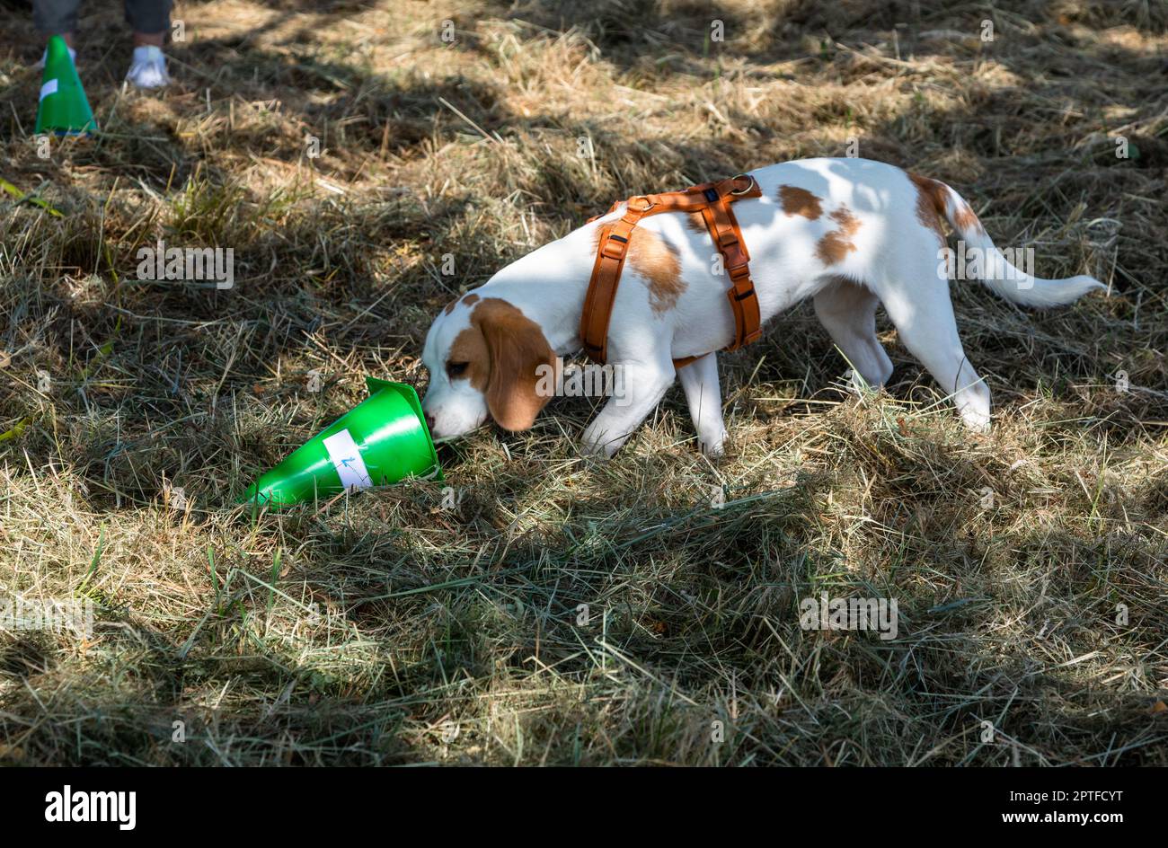 chien beagle dans l'école de chien renifler sur un cône Banque D'Images