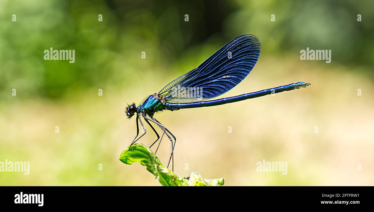 Black, Blue dragonfly gros plan SOA la libellule bleu profond se trouve sur la libellule d'herbe dans l'habitat naturel Banque D'Images