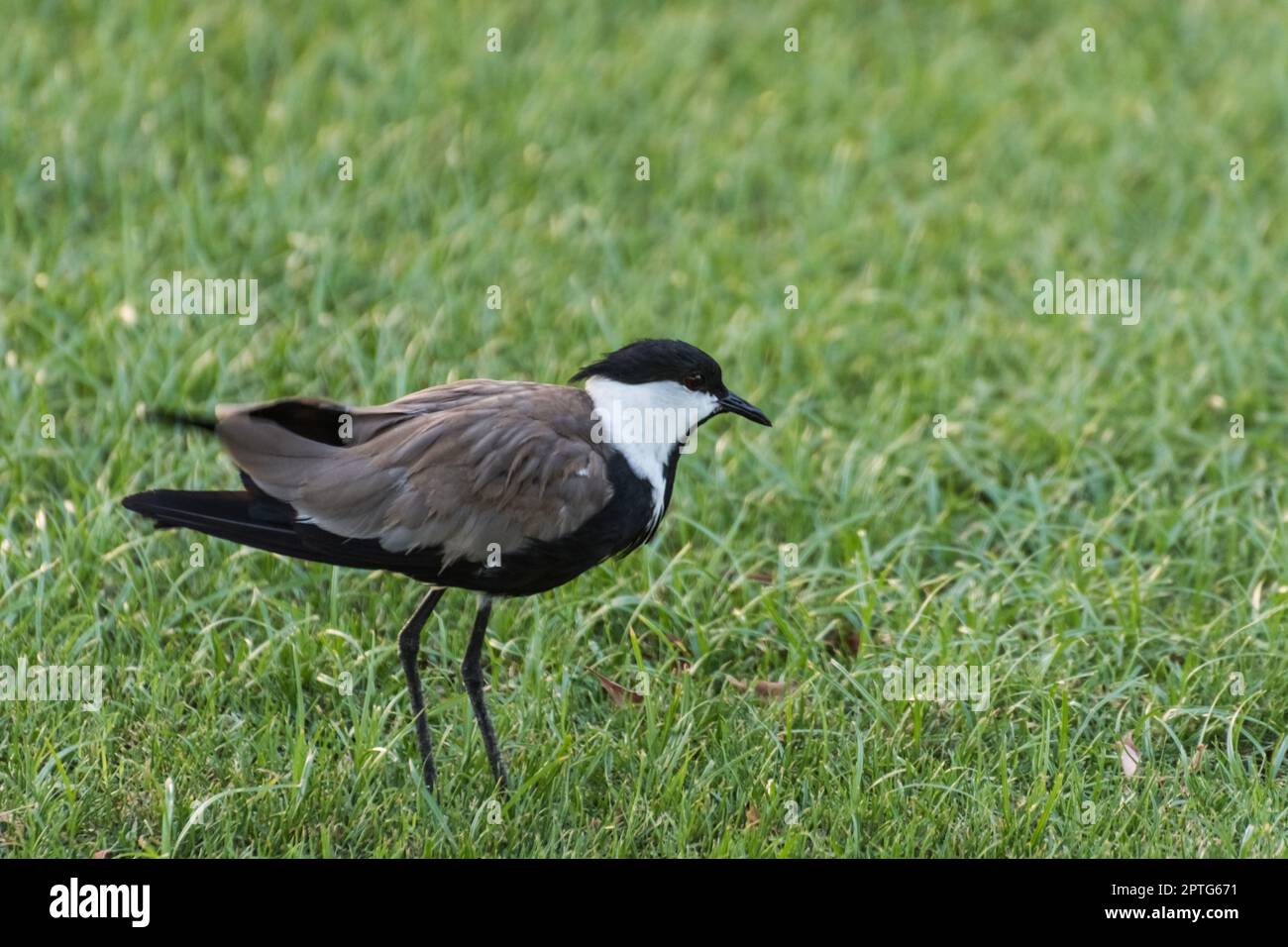 un petit oiseau dans un pré vert dans un complexe en vacances en egypte Banque D'Images