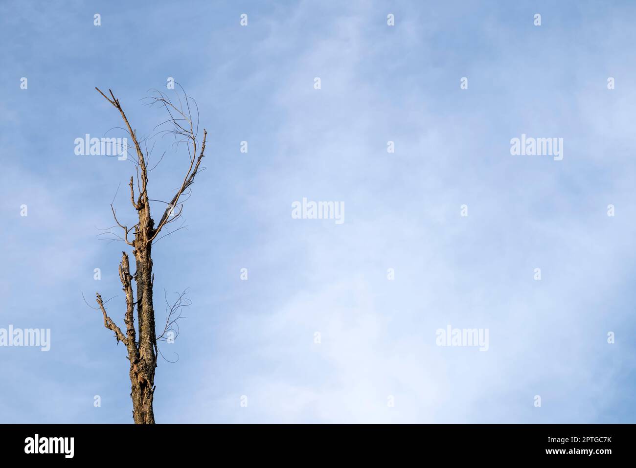 Le sommet de l'arbre sur le fond bleu du ciel. Banque D'Images