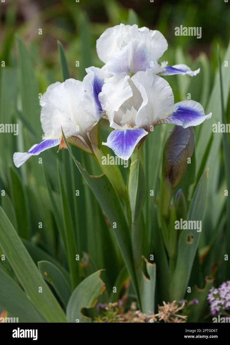 Iris allemand (Iris barbata-nana), gros plan de la tête de fleur Banque D'Images