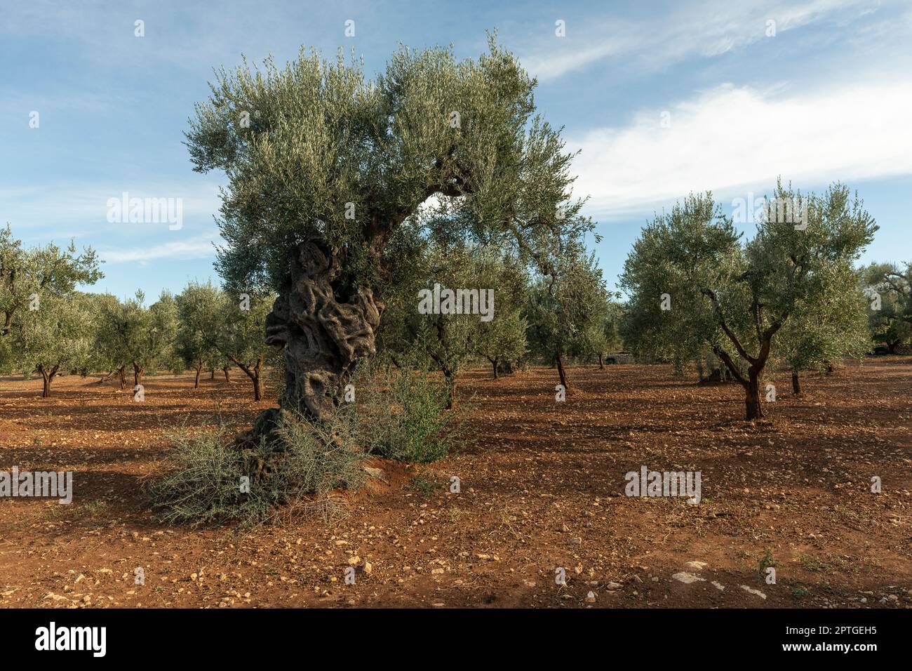 Ancien olivier d'Apulia, dans le sud de l'Italie Banque D'Images