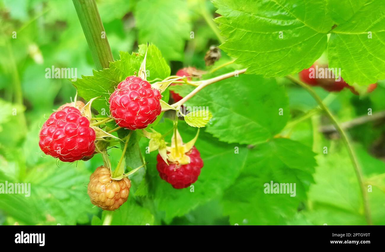 Récolte de framboises aux baies mûres. Framboises rouges fraîches et douces accrochées à la branche. Rubus idaeus. Gros plan de framboises mûres en forêt. Rouge européen Banque D'Images