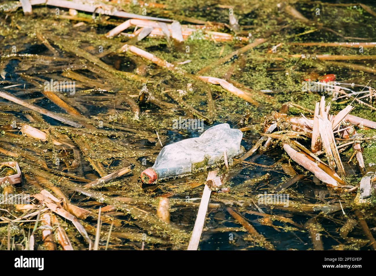 Ancienne bouteille en plastique flotte dans l'eau des marais ou d'un marécage. Utilisé Bouteille vide laissé dans l'eau. Concept de catastrophe écologique des déchets Pollution de l'Environnement écologique Banque D'Images