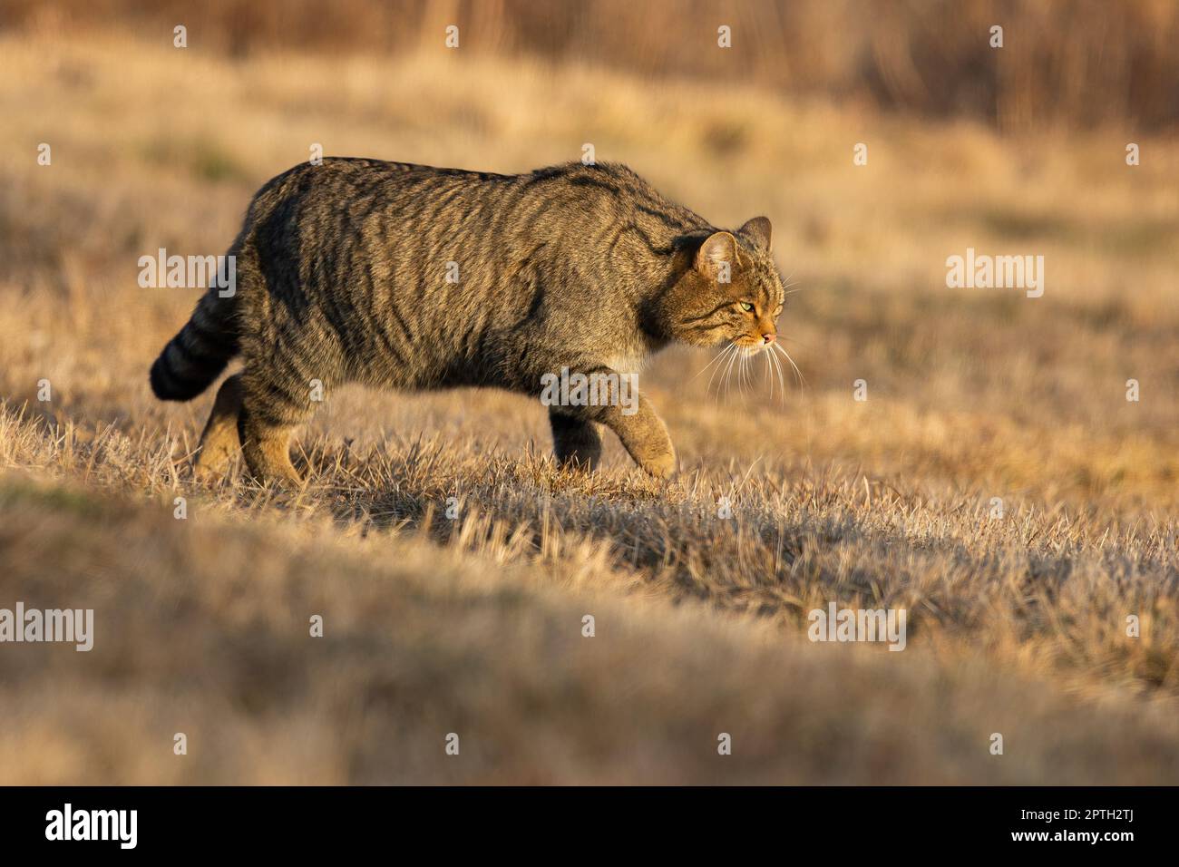 Chat sauvage européen, felis silvestris, marchant sur un pré avec de l'herbe sèche jaune dans la nature automnale. Prédateur de mammifères bruns avec rayures foncées sur un APpro de fourrure Banque D'Images