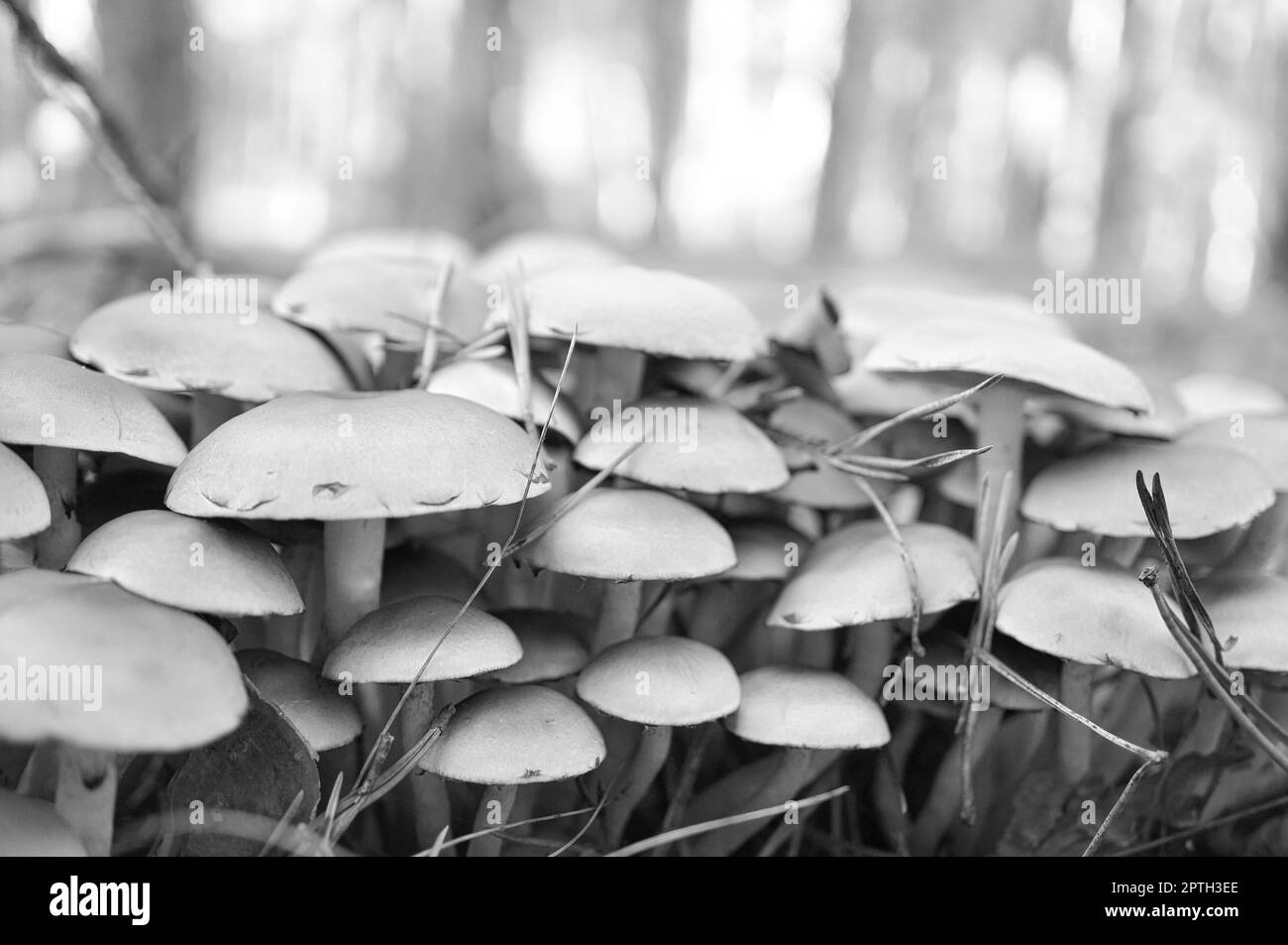 Un groupe de petits champignons en filigrane, pris en noir et blanc, sur le sol de la forêt en lumière douce. Photo macro de la nature Banque D'Images